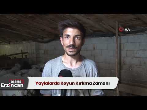 Yaylalarda Koyun Kırkma Zamanı