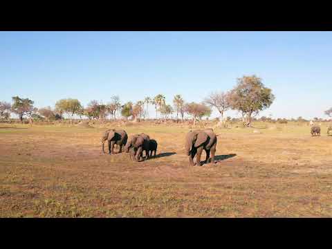 A Bird's Eye Veiw of the Okavango Delta, Botswana