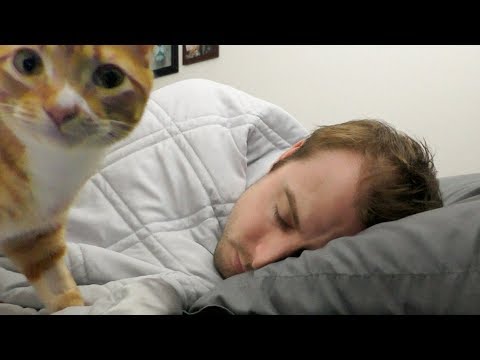 Why Do Cats Like To Sleep With Us? - YouTube
