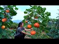 Harvesting Red Pumpkins They Look Like Lanterns