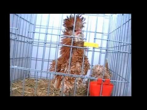 Las mejores AVES DE CORRAL del mundo en exposición (gallinas con nombre de la raza)