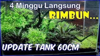 Update Aquascape 60cm Settingan dari ONE-RISET (CARA AGAR TANAMAN SEHAT)