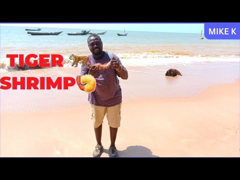 I EXPLORED A FISHING COMMUNITY IN LUNGI SIERRA LEONE 🇸🇱 WHERE I DISCOVERED GIANT TIGER 🐅 SHRIMPS
