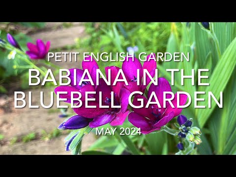 キキョウの病気 2023