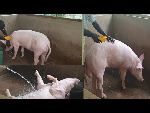 , title : 'how to wash and clean your 🐖  pigs'