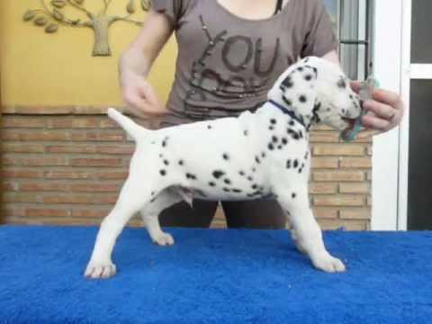 Camada B Dálmatas JUMALPA - Jumalpa Dal Bahir