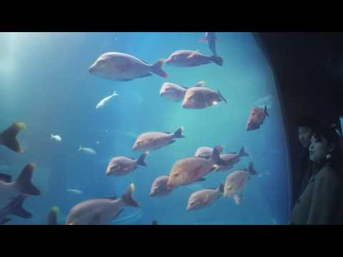 Holiday in Japan 2016-2017