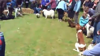 preview picture of video 'Dogs at a Fete growling, chatting, sniffing & playing'