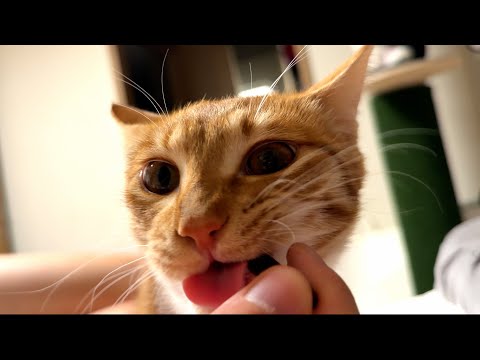 제가 도둑 고양이를 키웠습니다