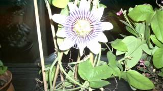 Dean Martin. Red roses for a blue lady.