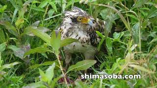 カンムリワシ幼鳥、成鳥(動画あり)
