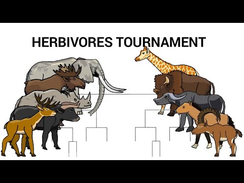 HERBIVORES TOURNAMENT - ANIMATION