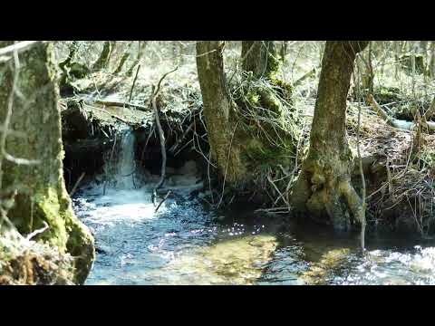 Bachgeflüster / Creek Sounds – "Der Hohltriefbach 2.0" – 4K Video