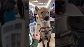 Is that a hyena? #serviceanimals #airport #airline