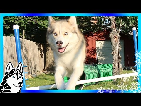 Part of a video titled How to make Agility jumps | DIY Dog Agility Course - YouTube