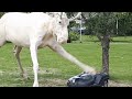 Albino Moose Takes Out Lawn Mower Robot
