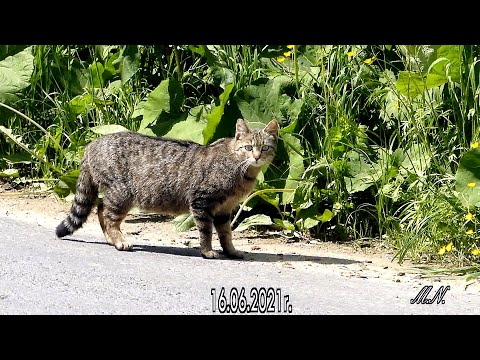 Ale fart, piękny żbik w biały dzień.