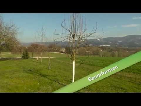 Baumschnitt Folge 02 - Baumformen