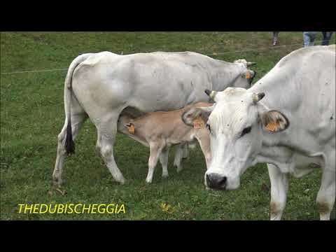 MUCCHE AL PASCOLO E UN VITELLINO CHE SI ALLATTA A PONTECHIANALE (CN) DOM. 15 - 9 - 2019