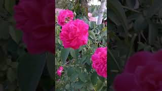 Download lagu bunga mawar yang cantik mp3