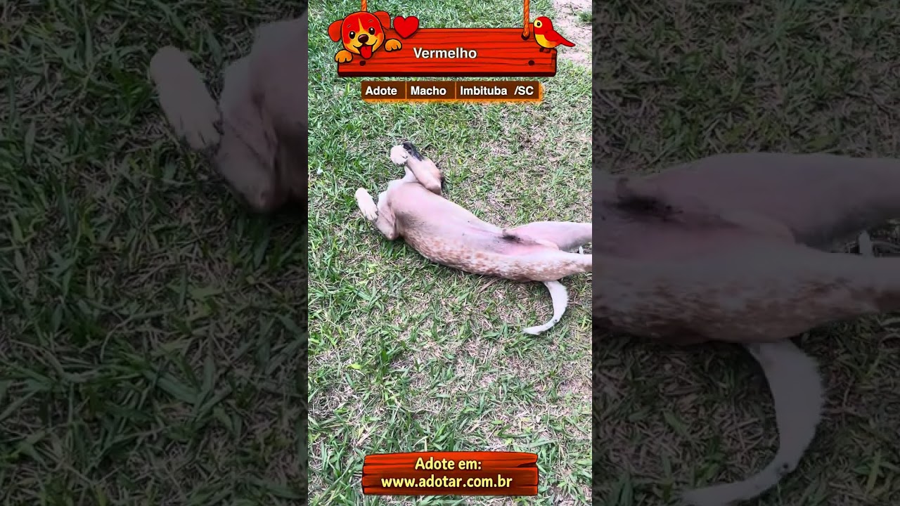 Cachorro raça SRD-ViraLata idade 5 anos nome Vermelho