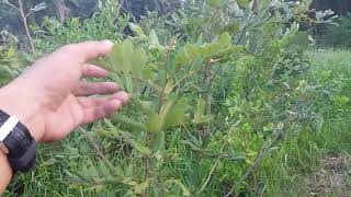 Download lagu TERNYATA Inilah Jenis-jenis Kelengkeng Yang Cepat Berbuah dan Lebat mp3 Download lagu TERNYATA Inilah Jenis-jenis Kelengkeng Yang Cepat Berbuah dan Lebat mp3