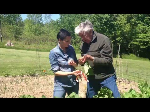 Rhubarb Picking 101