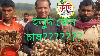 হলুদ চাষের পদ্ধতি ও কলাকৌশল।