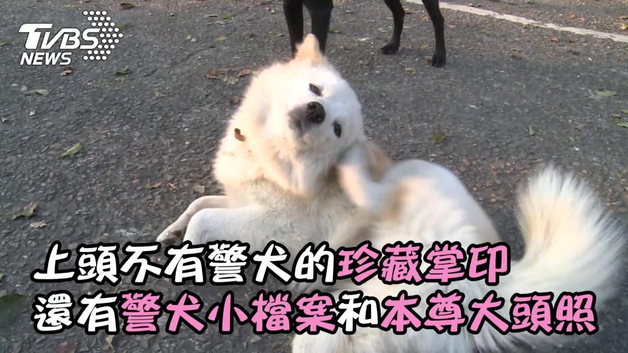 流浪狗成人氣警犬!躍上賀年明信片 民眾搶收藏