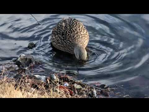 Birds Of A Feather - Long Acre Park