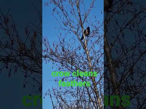 庭で役に立つ鳥は何ですか？ 9人の素敵な友達をあなたのところに迎え入れましょう！  庭園