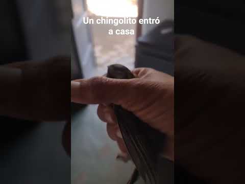 Entró un chingolito a casa.Los Molles.San Luis.Argentina.