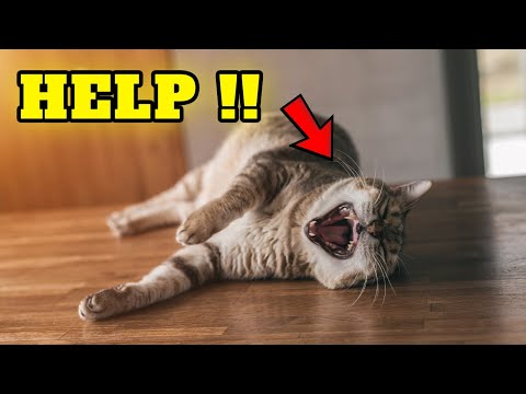 You won't believe why your cat rolls over when he sees you