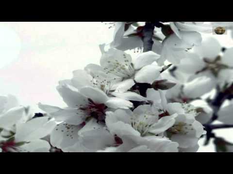 Bilo cviće o mendula  -  Mladen Biočina