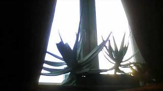 AROMADOZESKI THERAPY &quot;Strudel Strut&quot;