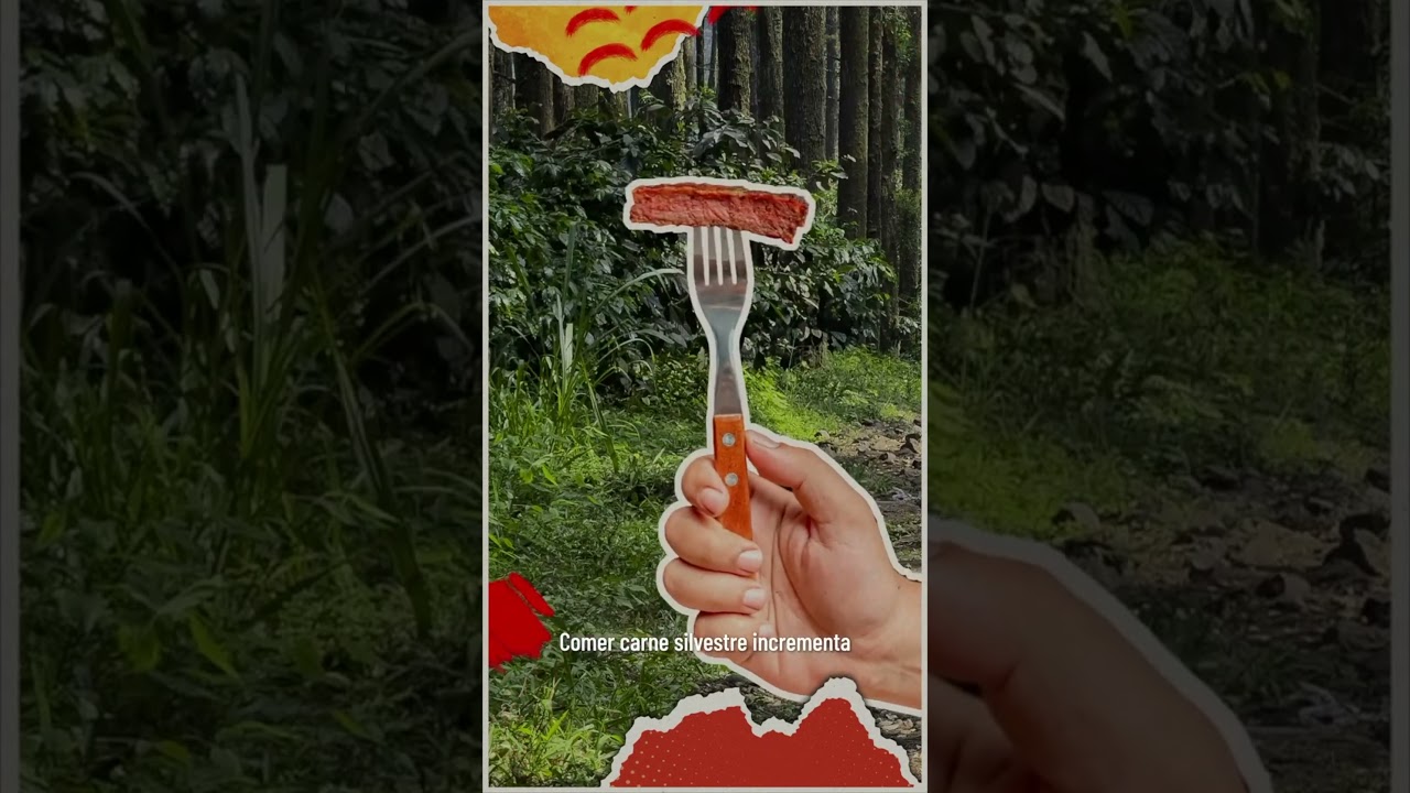 #AltoalTráficodeVidaSilvestre | ¿Sabías que comer carne silvestre puede afectar tu salud?