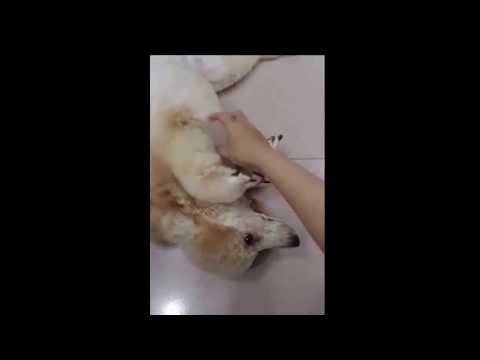 Con sen kia gãi đê | Lười à