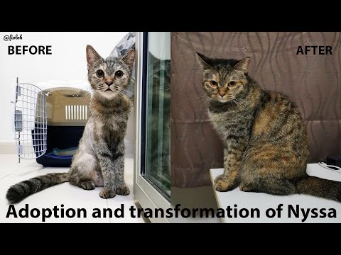 The adoption story of our second cat, Nyssa