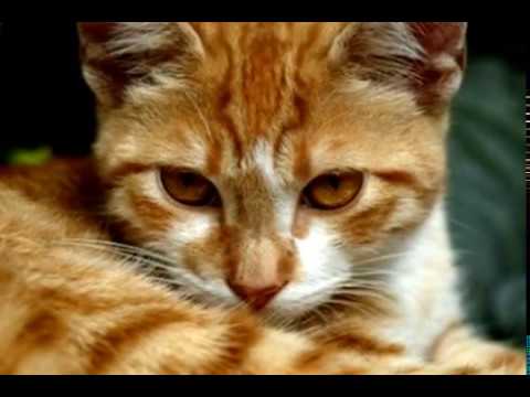 T H I N K I N G  -   C A T S  -   !