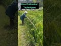Pollination Techniques For Rice Seeds #satisfying #short