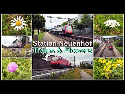 Blumen und Zugsichtungen bei Neuenhof, Kanton Aargau, Schweiz 2021
