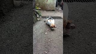 Download lagu Allah maha besar& Asalamu Alaikum santun mlm met rehat semuanya🤲👍🙏❤️ mp3