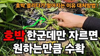 호박 여기를! 자르면 엄청큰 호박을 원하는데로 수확합니다! #호박순지르기 #호박곁순제거 #호박많이열리게하기 …