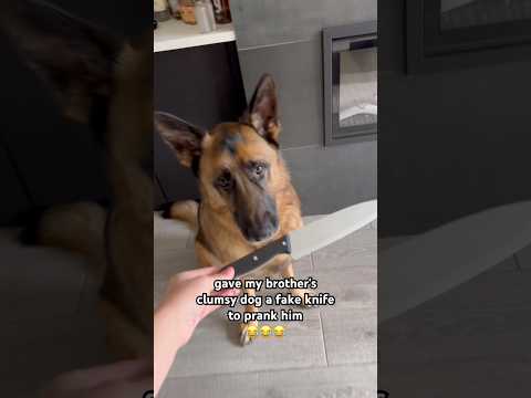 Fake knife on dog prank