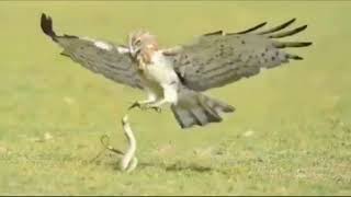 Dramatic fight between eagle and snake caught on camera