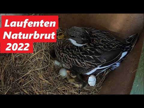 Laufenten Naturbrut 2022