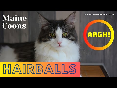 How To Prevent Cat Hairballs In Your Maine Coon