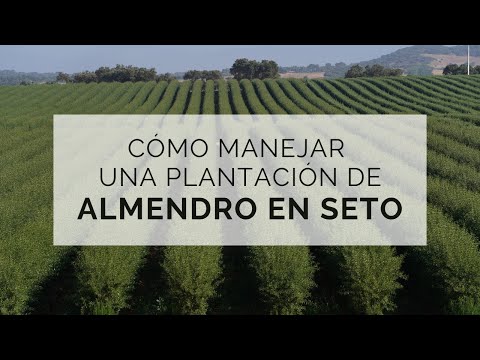 Fotograma del vídeo: Cómo manejar una plantación de almendro en seto