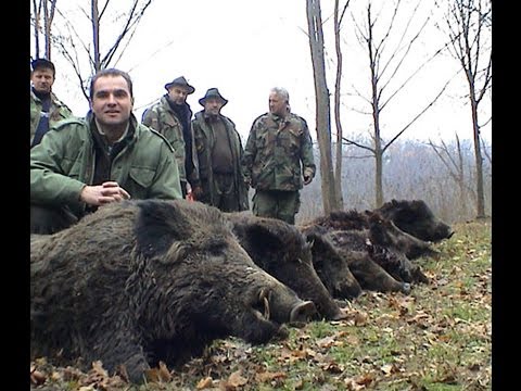 Wild boar hunting - Serbia - Vojvodina -  Lov divlje svinje - Srbija