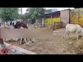 Donkey Behavior In Nature Animal Science Documentary